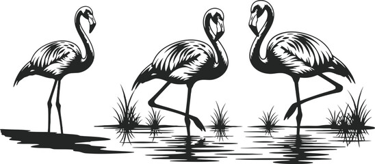 Obraz premium Three flamingos standing in shallow water