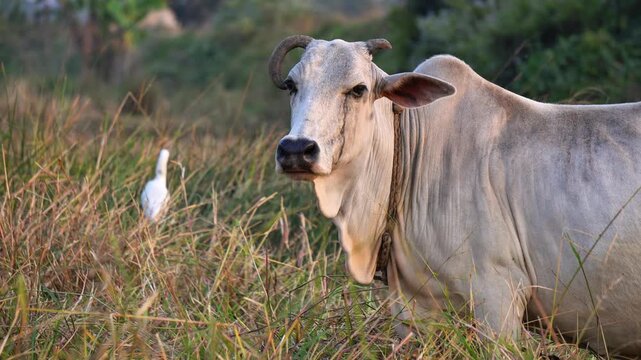 Domesticated Cattle Grazing in Rural Meadow at Golden Hour Sunset. Livestock Animal in Natural Habitat Rural Village Farming Concept. White Indian Cow Standing in Grass Field.
