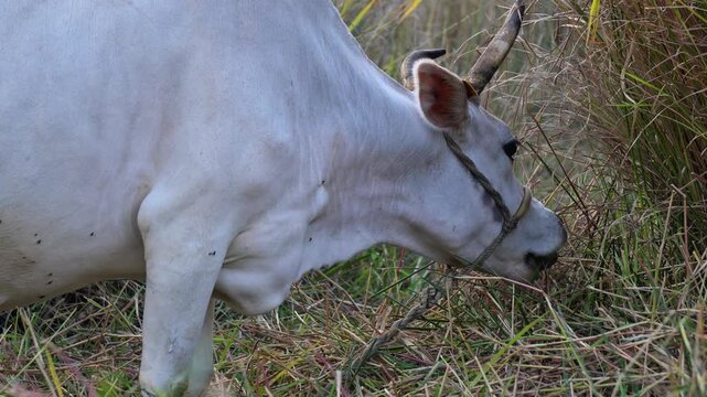 Close Up of White Indian Cow Grazing on Green Grass in Rural Field.