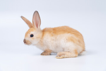 Fototapeta premium Cute fluffy light brown and white baby bunny rabbit sitting isolated on a solid white background. Adorable easter pet animal in a studio shot. Side view profile of a sweet furry little mammal.
