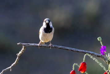 Fototapeta premium House sparrow (Passer domesticus) in a natural habitat