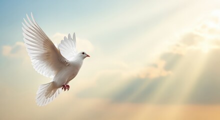 Obraz premium A white dove with its wings spread flies upward through a soft sky gradient symbolizing peace and hope