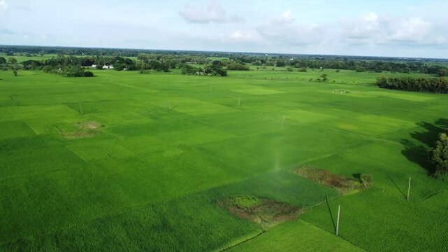 Aerial panoramic view of vast green rice paddy fields stretching to the horizon. High angle view of a beautiful tropical countryside with vibrant green vegetation and clouds.