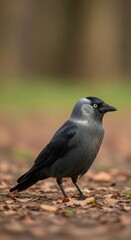 Obraz premium Jackdaw on Forest Floor with Grey Nape and Pale Eye. Corvid Standing on Dry Leaves in Natural Habitat. Detailed Portrait of Jackdaw in Blurred Woodland.