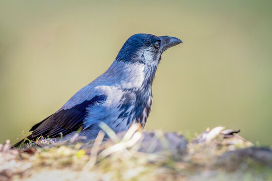 Wrona zwyczajna, wrona siwa, wrona,(Corvus corone)