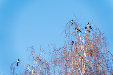 Fototapeta premium A hooded crow sitting on a tree