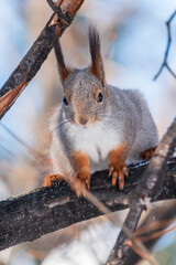 Obraz premium Portrait of a squirrel on a tree trunk