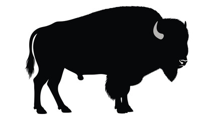A striking silhouette of a bison shown in profile with a textured coat © Payara