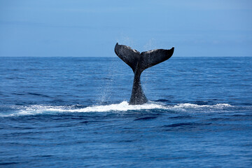 A large humpback raises its fluke (tail fin) above the ocean's surface in the pristine blue waters surrounding the many picturesque islands on Vava'u in the Kingdom of Tonga. © Nautilus Creative