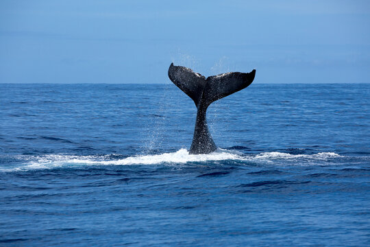 A large humpback raises its fluke (tail fin) above the ocean's surface in the pristine blue waters surrounding the many picturesque islands on Vava'u in the Kingdom of Tonga.