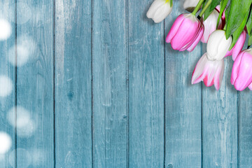 Pink and white tulips with fresh green leaves lie against a rustic turquoise wooden background. The soft flowers contrast with the weathered wood, creating a delicate spring composition.
