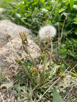  "puffball" or "clock" of common dandelion (Taraxacum officinale)