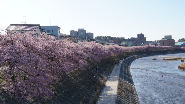 Aoi Cherry Blossoms Along the Oto River Embankment &ndash; Spring Scenery in Okazaki, Japan