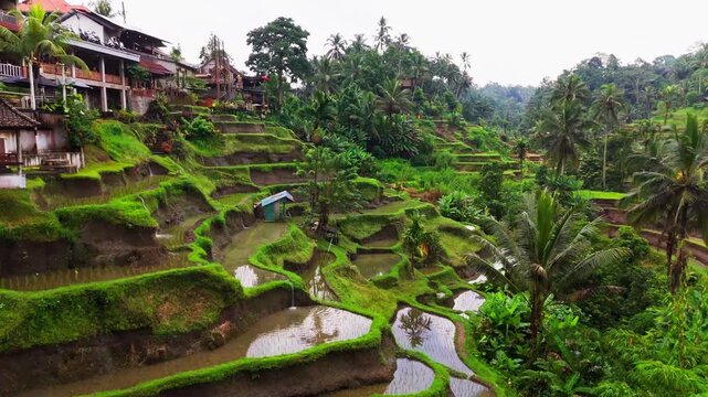 Cinematic aerial top-down of Tegalalang Rice Terraces &ndash; Iconic green agricultural patterns and tropical coconut palms in Ubud, Bali