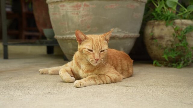 orange cat relaxing outside tired