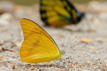 Orange Albatross butterfly resting on ground with wings folded