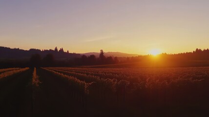 Fototapeta premium Sunset Over Vineyard Fields with Rolling Hills in a Peaceful Countryside Landscape