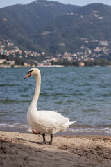 Obraz premium Elegant white mute swan standing on a sandy beach with blue lake water and scenic mountain landscape in the background. Beautiful nature and wildlife scene.