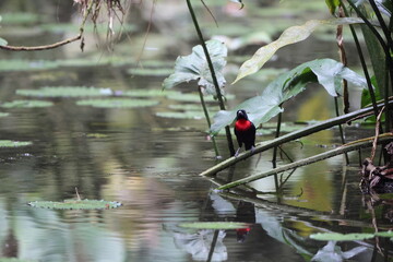 The blue-billed malimbe or Gray's malimbe (Malimbus nitens) is a species of bird in the family Ploceidae. This photo was taken in Ankasa National Park, Ghana.
