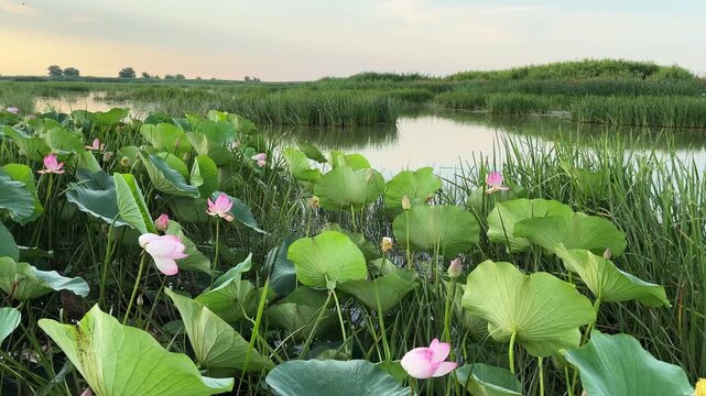 Blooming pink lotuses with green leaves at sunrise. Beautiful summer landscape. Volga river delta in Astrakhan region, Russia. Nature and wildlife reserve
