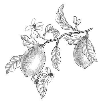 vector vintage drawing fruit, lemon with leaves and flowers isolated at white background, vintage hand drawn illustration