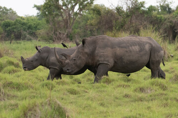 White rhinoceros (Ceratotherium simum) with calf in natural habitat, South Africa