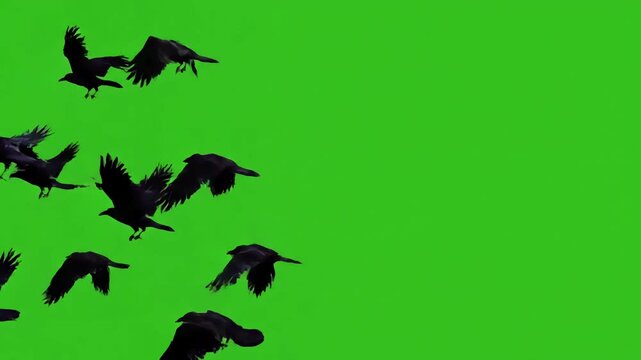 Green Screen black birds fly on the from right to left scene 4 with distortion, overlay, glitch, static noise, scan lines background, 4k animated video loop