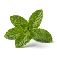 spearmint sprig, a fresh herb with natural green leaves and distinctive flavor and scent isolated on white background
