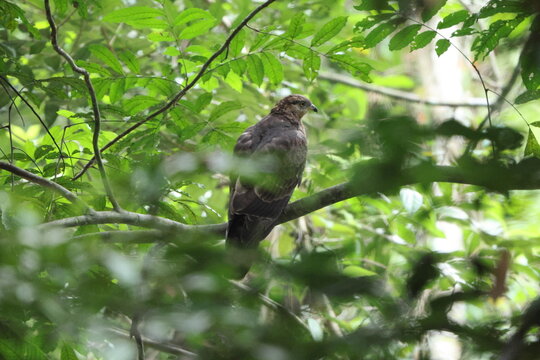 European honey buzzard (Pernis apivorus), also known as the pern or common pern,is a bird of prey in the family Accipitridae. This photo was taken in Ankasa National Park, Ghana.