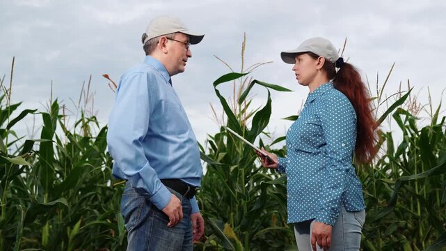 agriculture, farmers handshake field, business corn farm, farmer working tablet with partner, business handshake, success, ear of corn, checking, ground, ripe, organic, ingredient, crop - plant