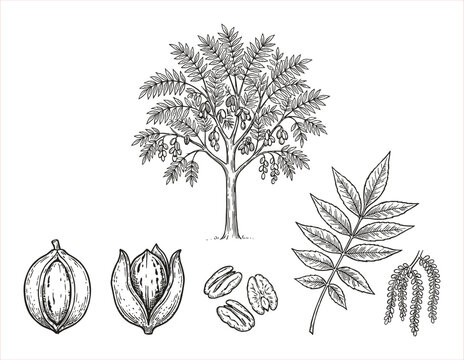 Detailed botanical illustration of a pecan tree, nuts, leaves, and catkins