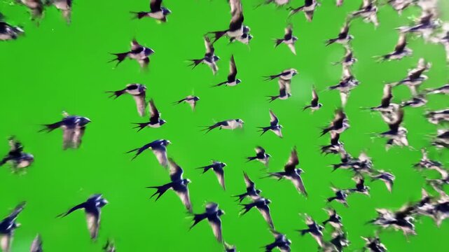 Green Screen a flock of swallows flying freely group birds made in 3d scene 4 with distortion, overlay, glitch, static noise, scan lines on black background, 4k animated video loop