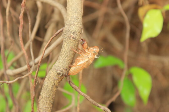 Empty cicada shell or exuvia clinging to a tree branch.