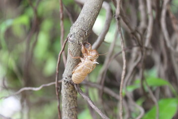 Empty cicada shell or exuvia clinging to a tree branch.