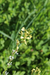 Obraz premium Pink Mustard, Raphanus sativus or the wild radish flowers 