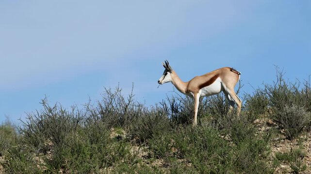 A springbok antelope (Antidorcas marsupialis) feeding in natural habitat, Kalahari desert, South Africa