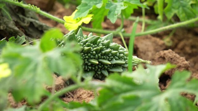 Macro shot of a fresh green bitter gourd in a vegetable field.