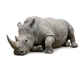 Fototapeta premium Animals 