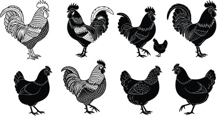 Hand drawn chicken and rooster vector collection with black silhouettes and detailed engraving illustrations of farm birds for agricultural design © Saila