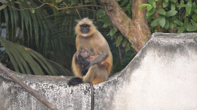 Indian Hanuman Langur Monkey Sitting on House roof in Forest.