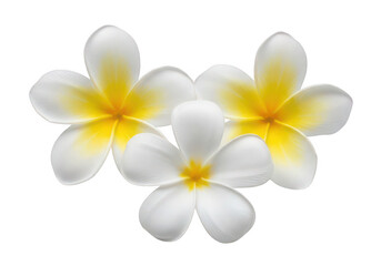 Three white plumeria flowers with yellow centers on transparent background