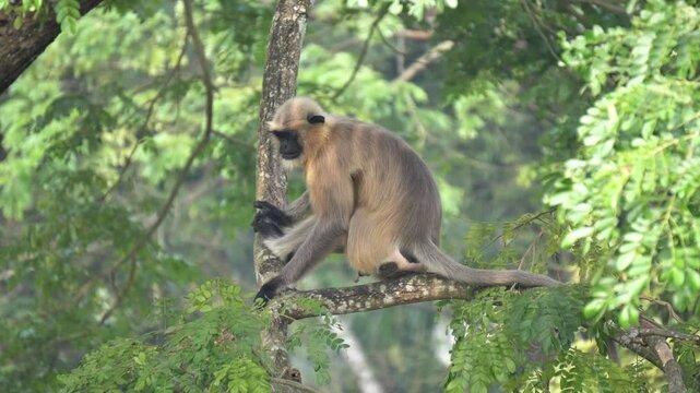 Monkey Resting on Tree in Natural Habitat in Indian Wildlife Scene. Gray Langur Monkey Resting on Tree Branch in Asian Forest.