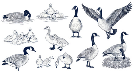 Canadian Geese Family and Chicks Hand Drawn Sketch Illustrations Set © purnama