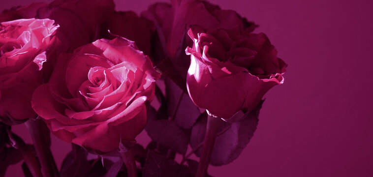 Closeup of pink roses bright light shining through the window, romantic magenta background