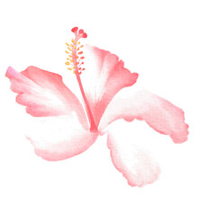 Hibiscus flowers painted with watercolors.Tropical plants for summer. © joy8046
