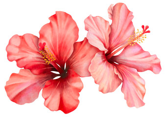 Red hibiscus flowers painted with watercolors.Tropical plants for summer. © joy8046