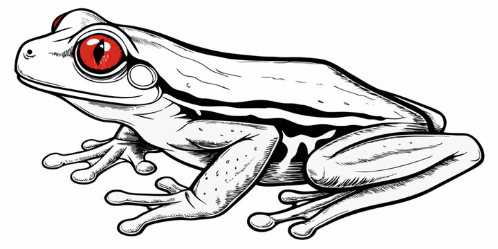Red Eyed Tree Frog Sketch Isolated on White Background Vector Illustration