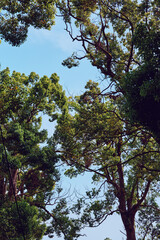 Fototapeta premium trees, treetops, canopy, foliage, sky, nature, forest, green view of sunlit branches and leaves against a clear blue sky, peaceful woodland scene with daylight filtering through tall trunks