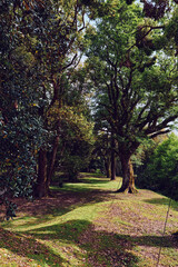 Obraz premium Trees forest path canopy sunlight grass along a shaded lane, peaceful woodland scene with dappled light, mossy ground and leafy trunks forming a natural corridor for walking