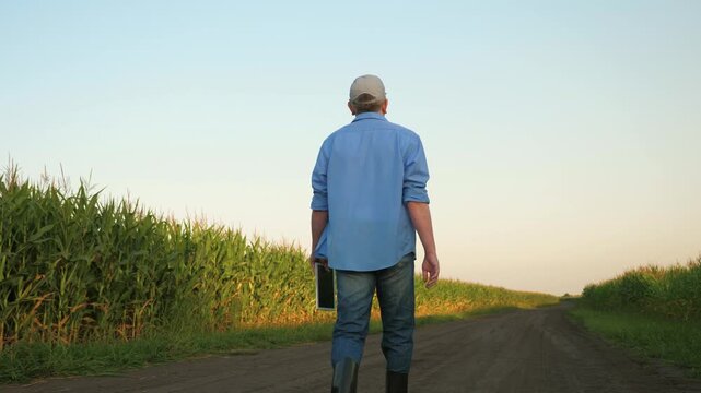 farmer working digital tablet, corn field, modern agro farm, businessman engaged growing corn, agriculture, farmer agronomist with digital tablet hand, man walking along dirt road checking crop